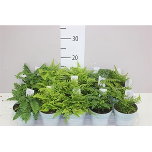 Varens Buiten Gemengd