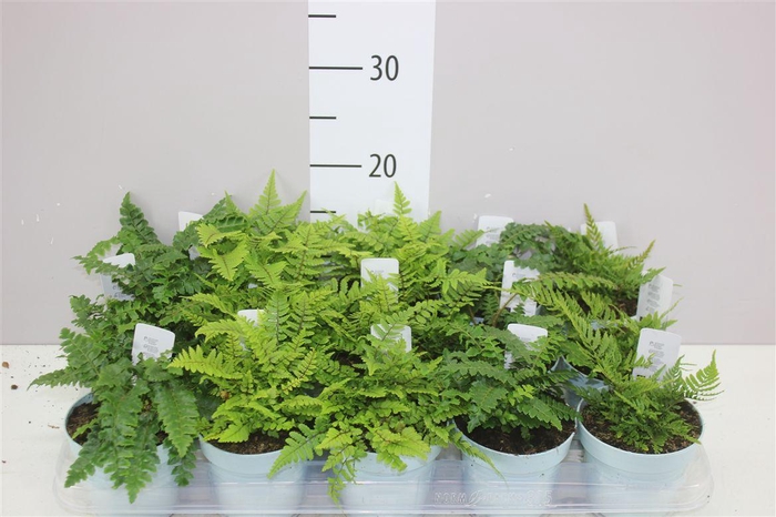 <h4>Varens Buiten Gemengd</h4>