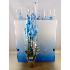 Phalaenopsis   ...