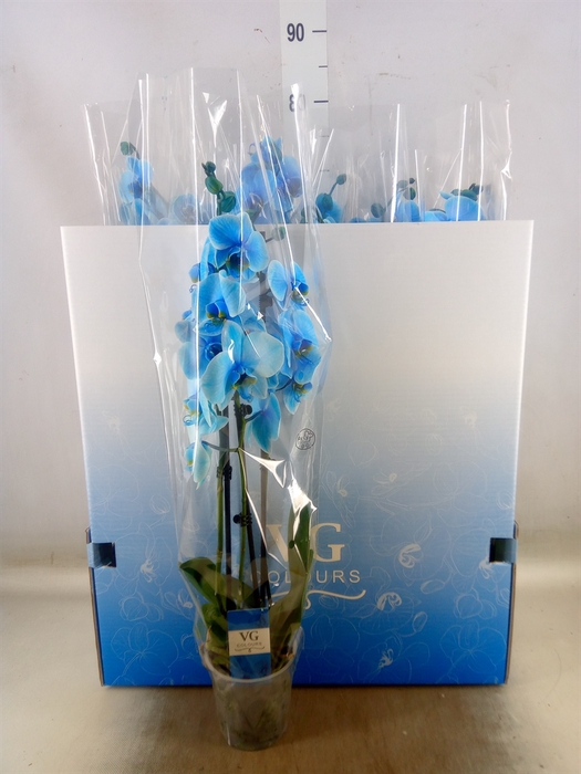 <h4>Phalaenopsis   ...</h4>