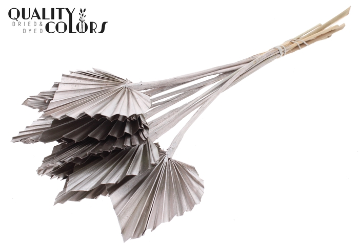 Palm Spear per stem Champagne