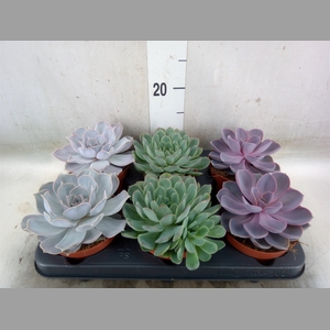 Echeveria   ...mix