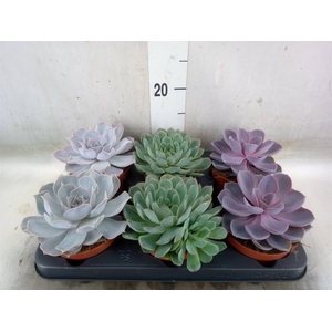 Echeveria   ...mix