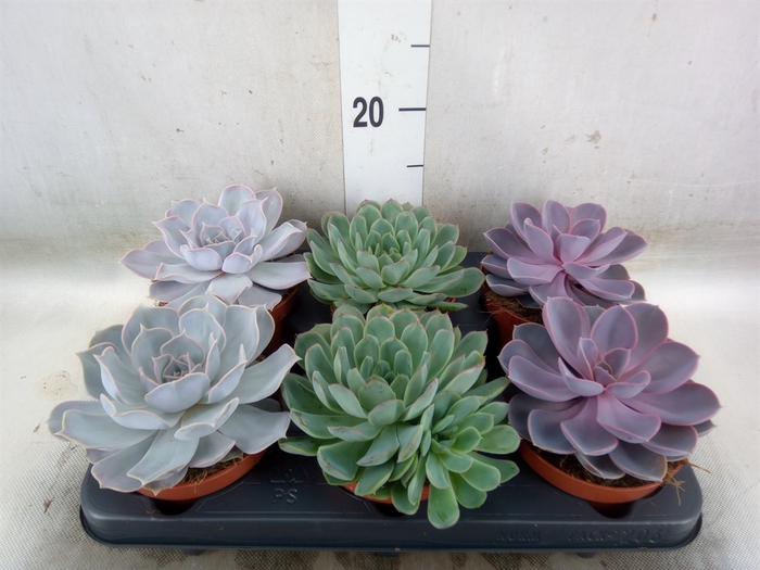 <h4>Echeveria   ...mix</h4>