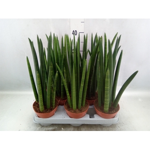 Sansevieria cyl.  ...