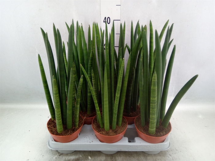 <h4>Sansevieria cyl.  ...</h4>