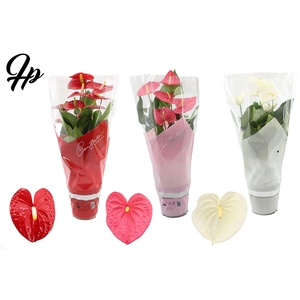 Anthurium 17 cm 3 color mix in Couture sleeve