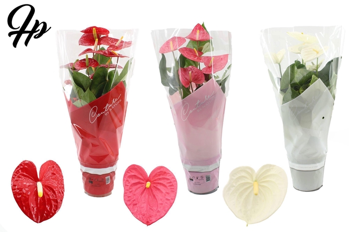 <h4>Anthurium 17 cm 3 color mix in Couture sleeve</h4>