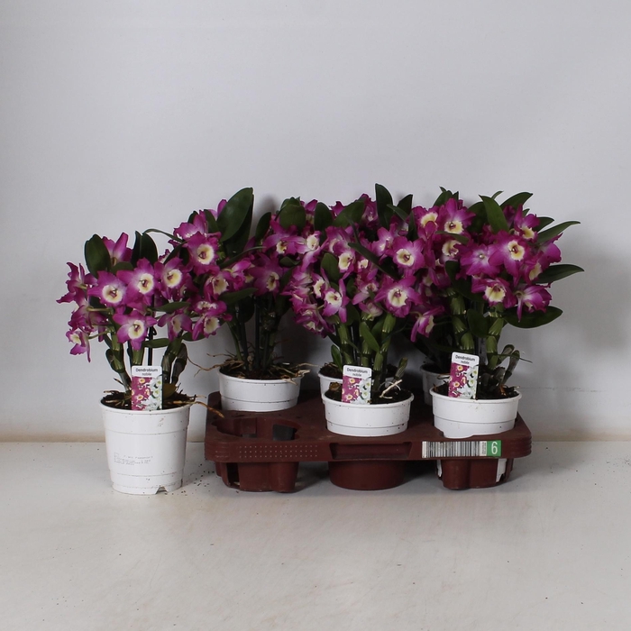 <h4>DEND NOBILE</h4>