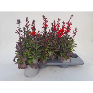 LOBE SPECIOSA
