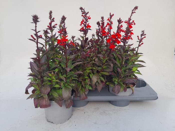 <h4>LOBE SPECIOSA</h4>