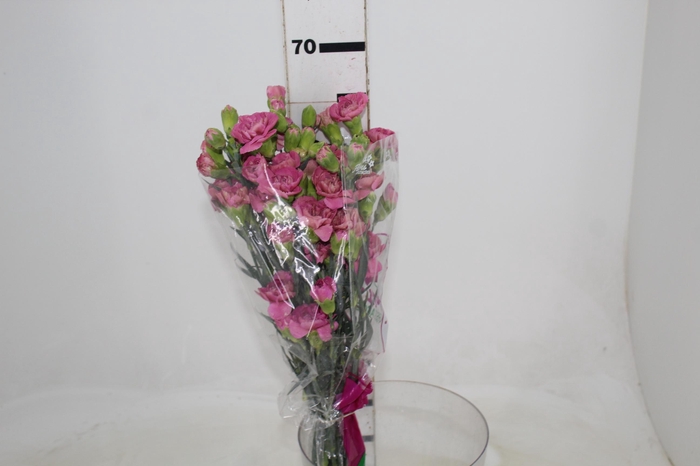 <h4>CRAVO SPRAY MISS SASSY 070 CM</h4>