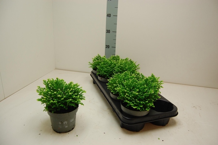 <h4>SELAG M JORI</h4>