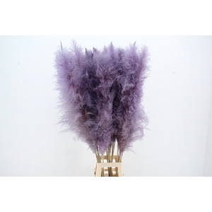 DF Pampas 130cm Milka