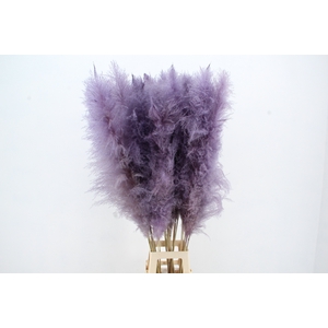 DF Pampas 130cm Milka