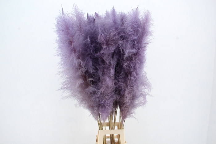 <h4>DF Pampas 130cm Milka</h4>