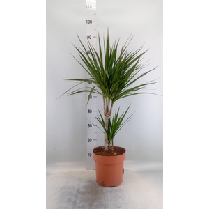 Dracaena marg.