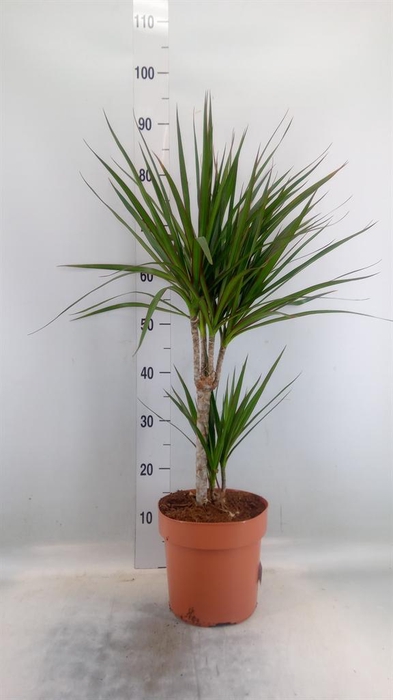 <h4>Dracaena marg.</h4>