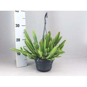 Hylocereus undatus