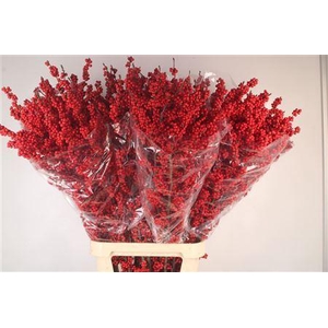 Ilex Magical Crimson