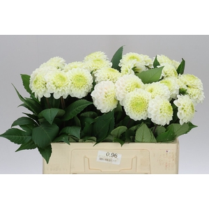 Dahlia Caro