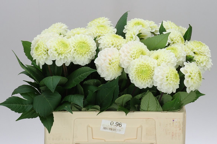 <h4>Dahlia Caro</h4>