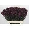 Leucadendron Saf Sunset Dark R.