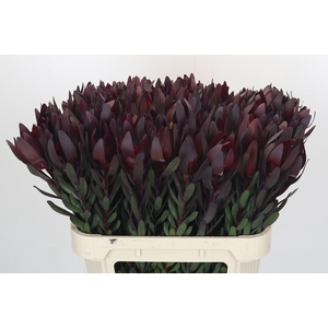 Leucadendron Saf Sunset Dark R.