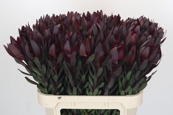 <h4>Leucadendron Saf Sunset Dark R.</h4>
