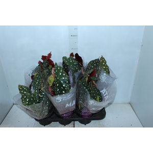 BEGONIA MACULATA P15 PO