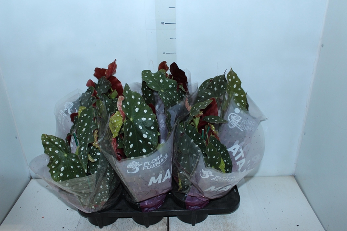 <h4>BEGONIA MACULATA P15 PO</h4>