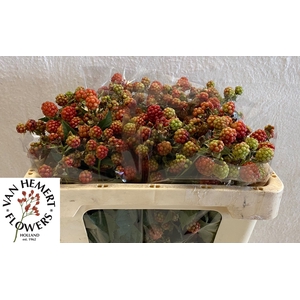 RUBUS FR CHESTER