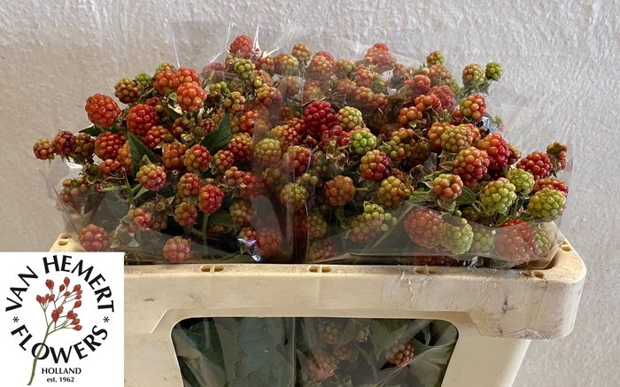 <h4>RUBUS FR CHESTER</h4>