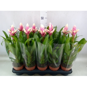 Guzmania  'Candy'