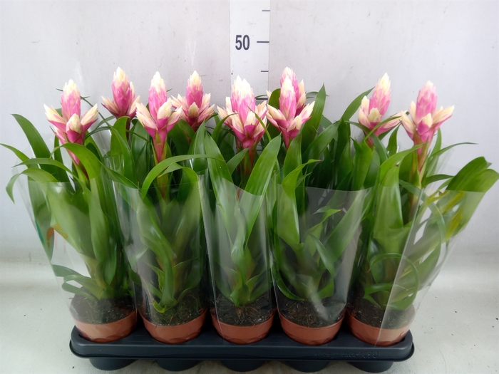 <h4>Guzmania  'Candy'</h4>