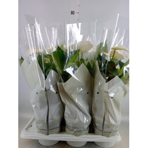 Anthurium andr. 'Alpine'