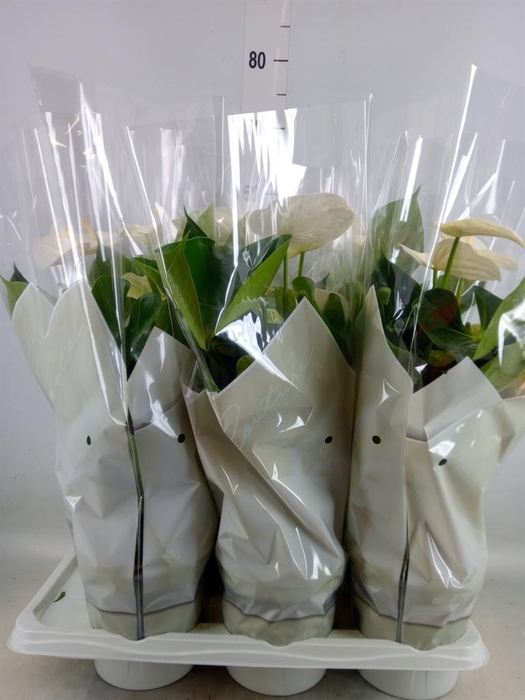 <h4>Anthurium andr. 'Alpine'</h4>