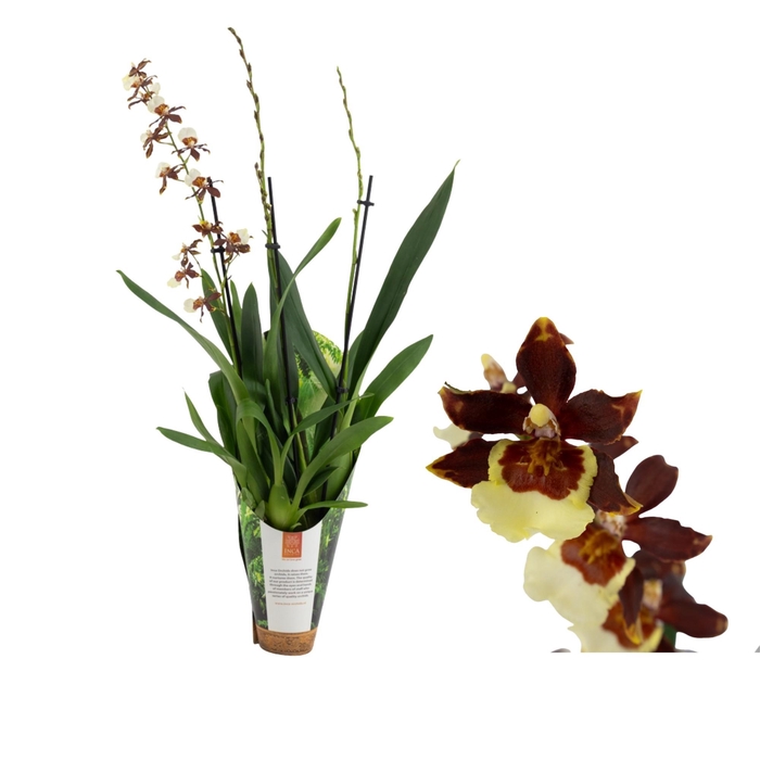 <h4>Inca Cambria Pacific Twilight 3+ spike XL 9cm luxury jungle cover</h4>