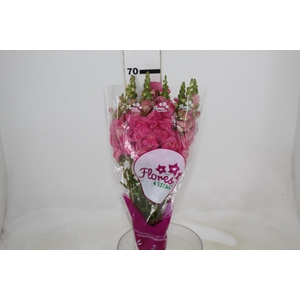 BOCA DE LEAO POTOMAC ROSE 070 CM