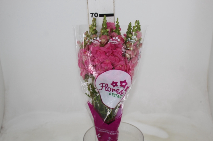 <h4>BOCA DE LEAO POTOMAC ROSE 070 CM</h4>