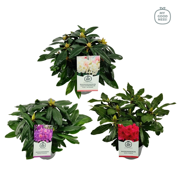 <h4>Rhododendron 30-35 /2 liter 'Mix'</h4>