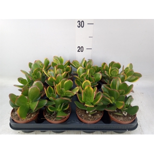 Crassula ovata 'Sunset'
