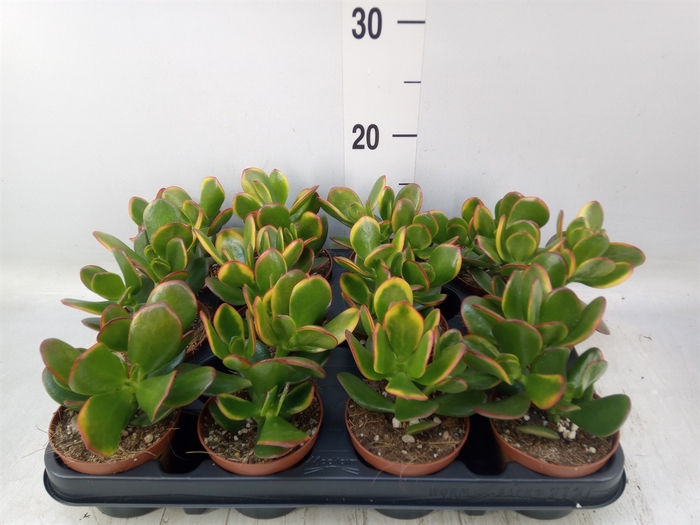 <h4>Crassula ovata 'Sunset'</h4>