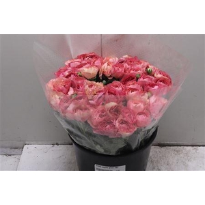 Cloni Super Pink 782