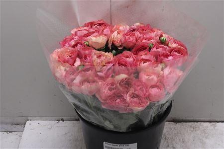 <h4>Cloni Super Pink 782</h4>