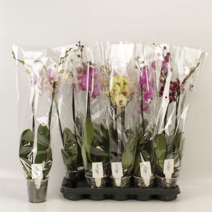 <h4>PHAL GEM 6 KL</h4>