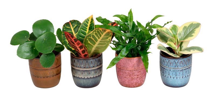 <h4>L 67483 W. GREEN MIX 6 CM</h4>