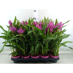 Curcuma   ...