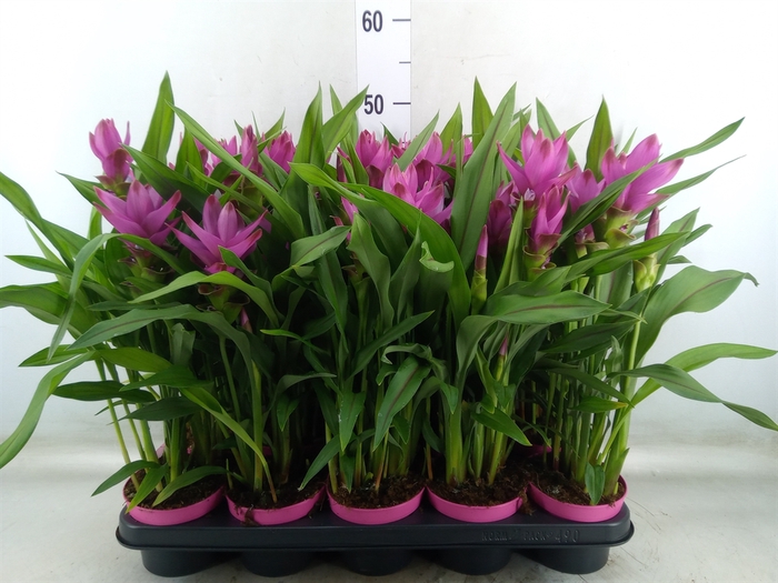 <h4>Curcuma   ...</h4>