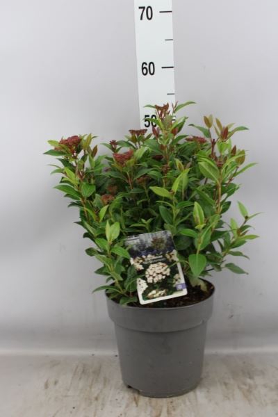 <h4>Viburnum tinus 'Spirit'</h4>